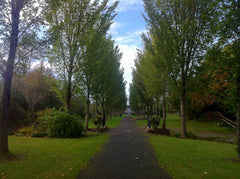 Ireland - road Adare