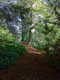 Ireland - wooded path