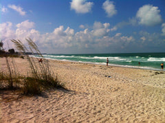 Reeds in wind on beach in Florida