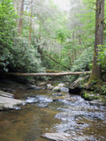 Forest tree across river