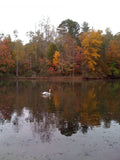 Swan in lake at Autumn