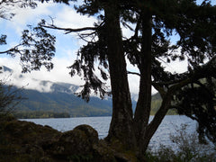 Trees Lake in Washington State