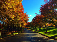 Autumn trees along driveaway