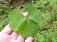 Hand sized clover