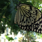 Yellow butterfly up close