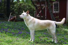 Dog standing by barn with axe