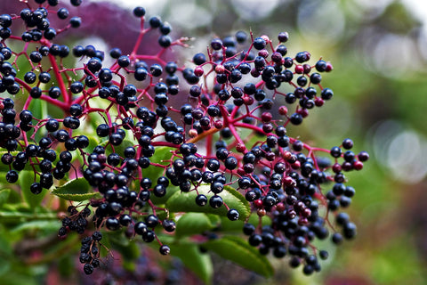 Elderberries Mosquito Repellent