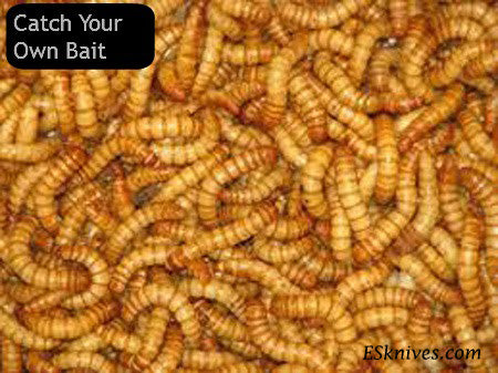 Catch Your Own Bait Mealworm