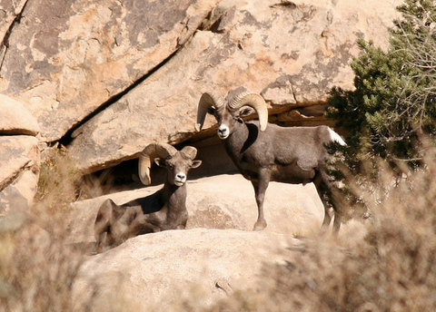 Bighorn Canyon National Recreation Area Bighorn sheep