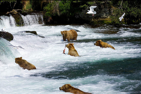 Katmai National Park and Preserve Bears Looking for trout