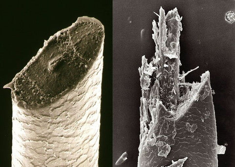 Two hairs cut by different types of razors. Both are sharp!