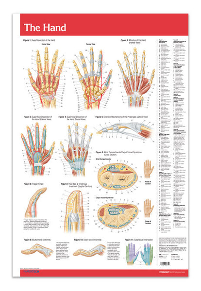 Joints Articulations Hands Poster 24x 36 Laminated Reference Guide