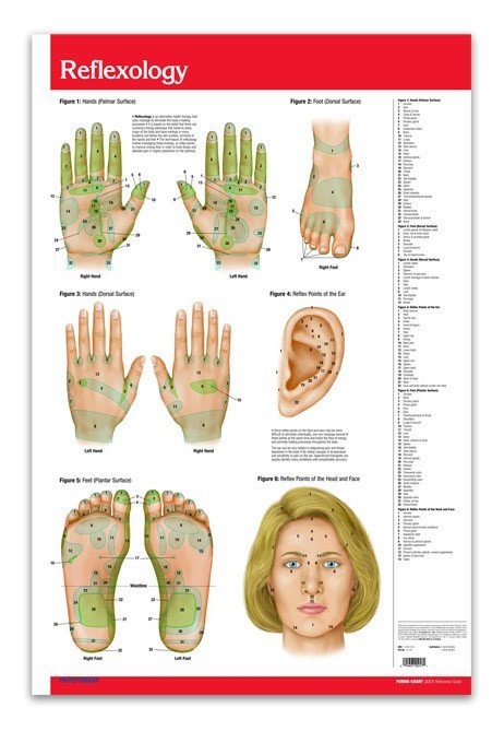 Acupuncture Reflexology Charts Poster Quick Reference Guide