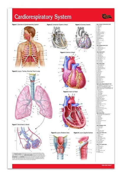 Cardiorespiratory System Poster/ Cardiovascular Physiology Poster