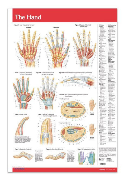 Hand Joints Articulations Poster 24" x 36" Laminated Reference Guide