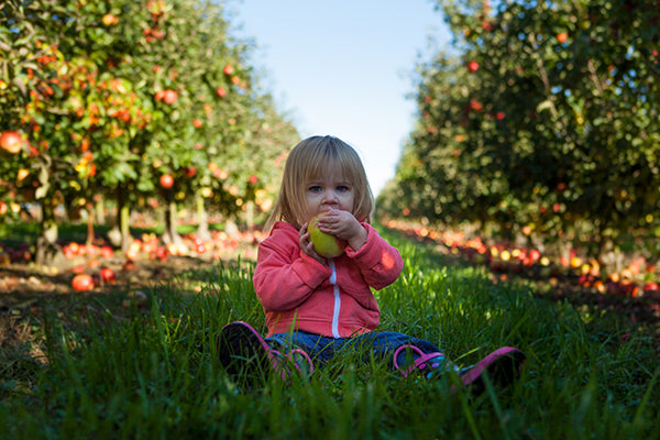 Baby girl at farm/orchard biting into mango fruit