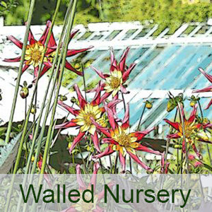 Walled Nursery