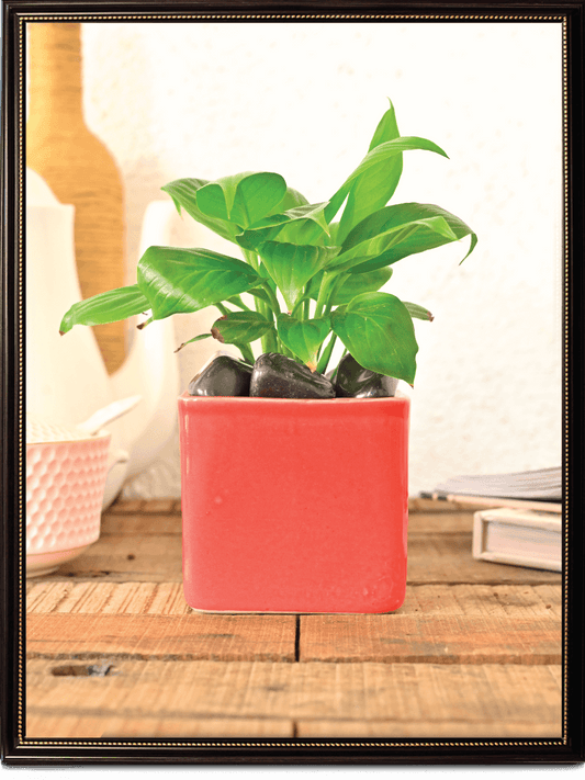 Square Ceramic Pot | Ugaoo | Multiple Colors