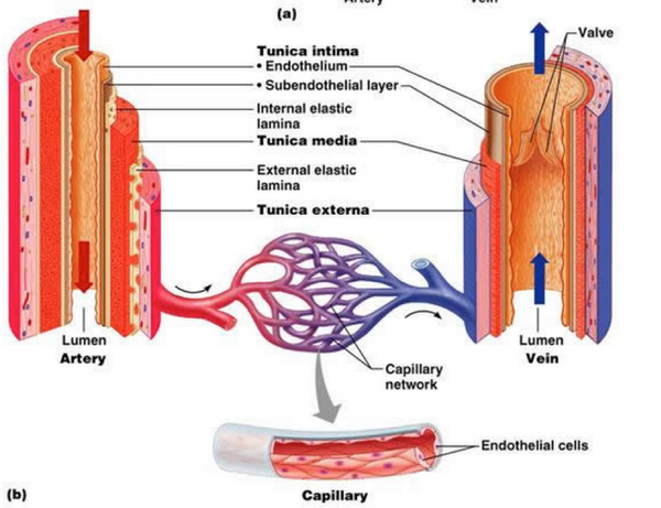Endothelial cells in blood vessels