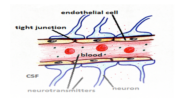 Endothelial cells
