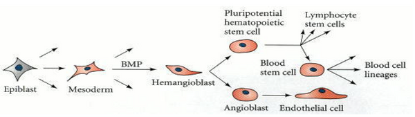 Formation of endothelial cells