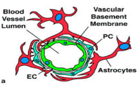 Blood vessel layers