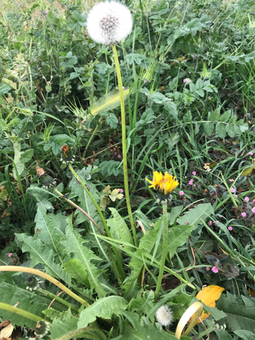 Photo of dandelion greens with a dandelion sticking up