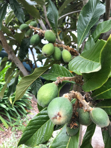 Pineapple Guava Tree