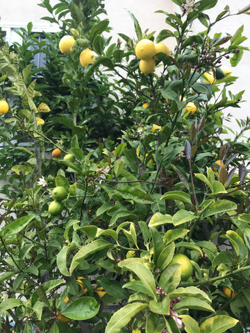 Lemon tree