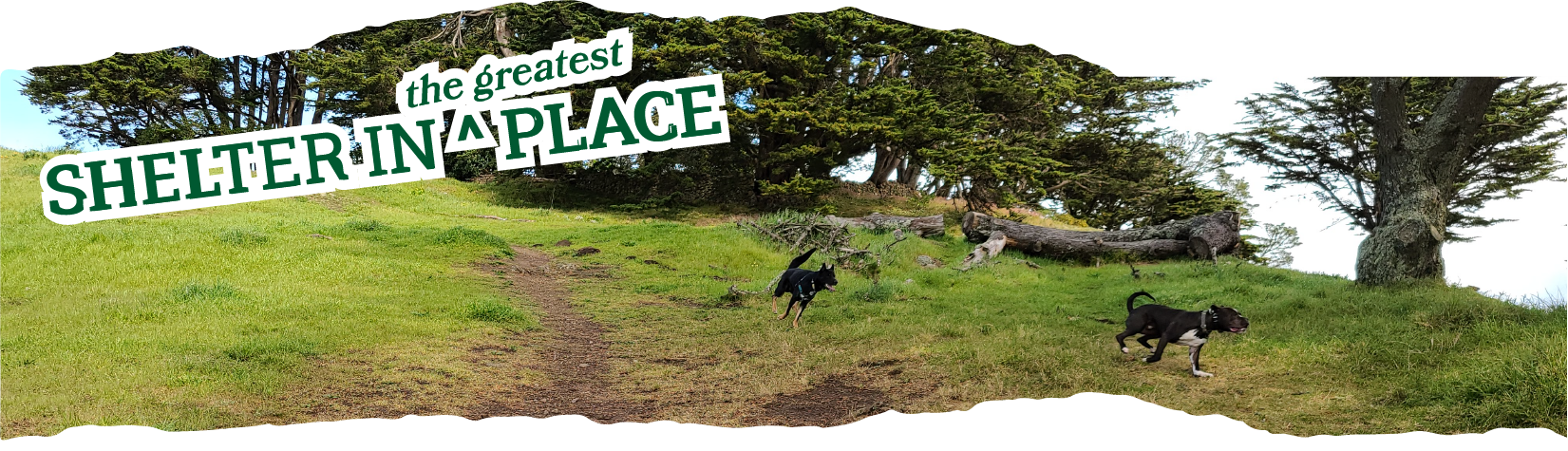 Title text: Shelter in the Greatest Place laid over a photo of Nora's dog, Independent, and another dog running gleefully through a San Francisco park.
