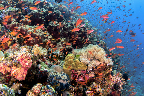 Photo of a colorful reef