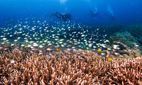 School of fish swimming on top of a reef