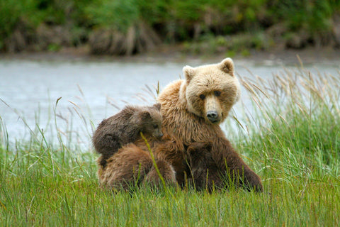 Brown bear with cub on a river bank.