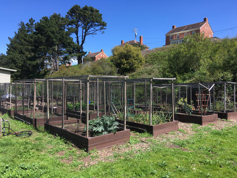 Photo of the community garden at the Presidio, with ordered planter boxes and planting stakes in rows.