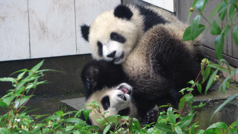 two pandas at the Smithsonian zoo