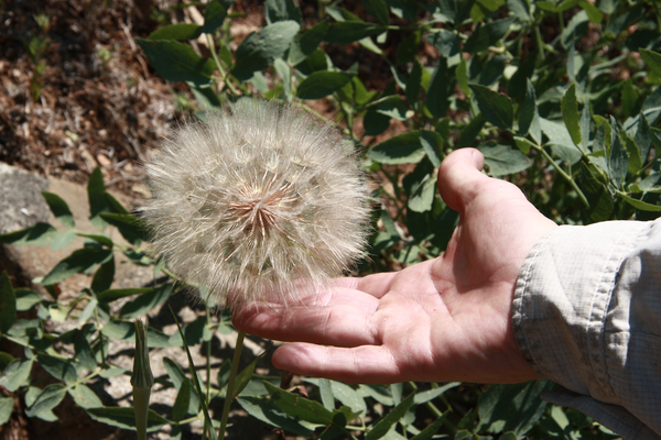 A dandelion the size of a softball