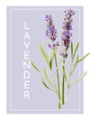 Lavender Dusting Powder