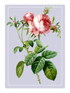 Rose Perfume Oil