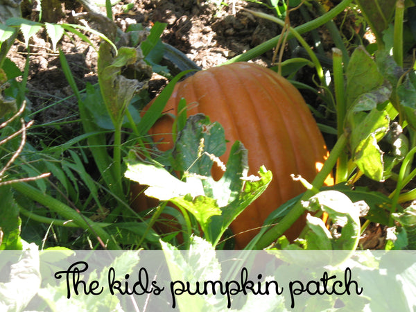 The kids pumpkin patch here at Lizzy Lane Farm