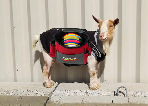 Birdie the goat with a disc golf bag over his back as a caddie for sabattus disc golf april fools