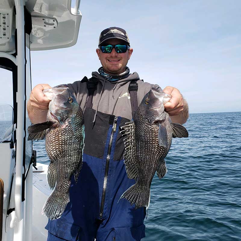 Some nice black sea bass caught this week with Captain Smiley Fishing Charters