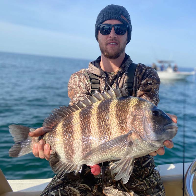 A big sheepshead caught this week with Captain J Baisch