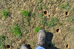 Step on Zoysia plugs to ensure good soil contact
