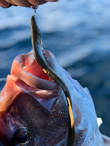 Limit your catch!  Jetskifishing/Andrew Hill Adventure Fishing