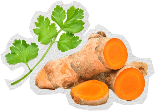Fresh coriander and turmeric root