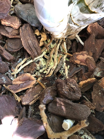 Orchids And Fungi In The Potting Mix No Problem Australian Orchid Nursery