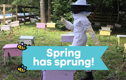 The Springtime Buzz on Bees