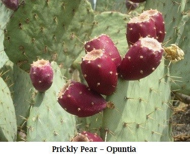 Ouch!....Yum,  Prickly Pear
