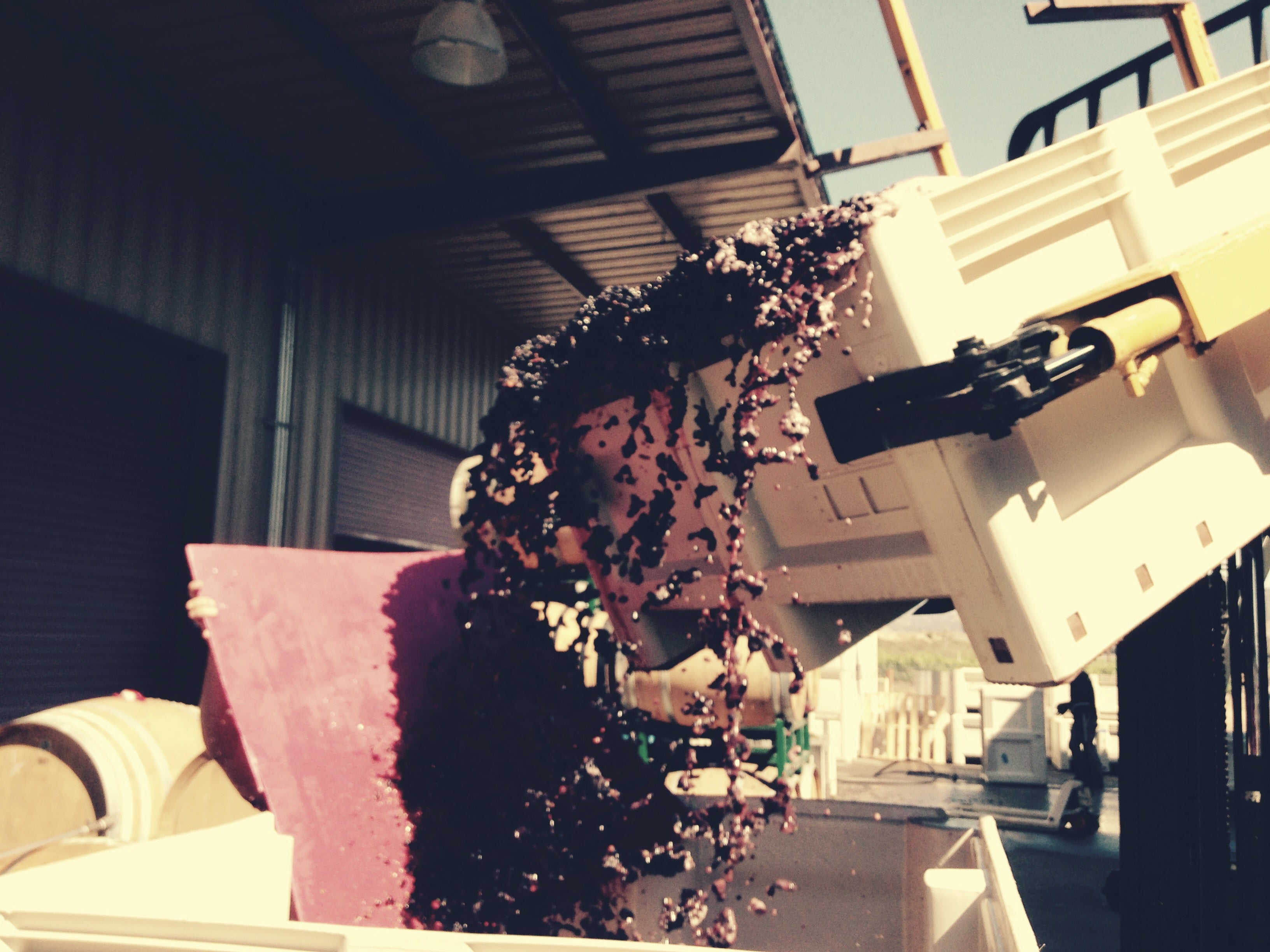 Sorting the 2015 Pinot Noir Harvest at C2 Cellars. 