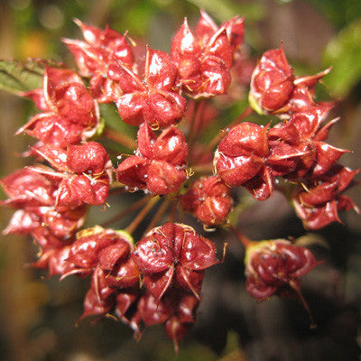 ninebark shrub attract deer